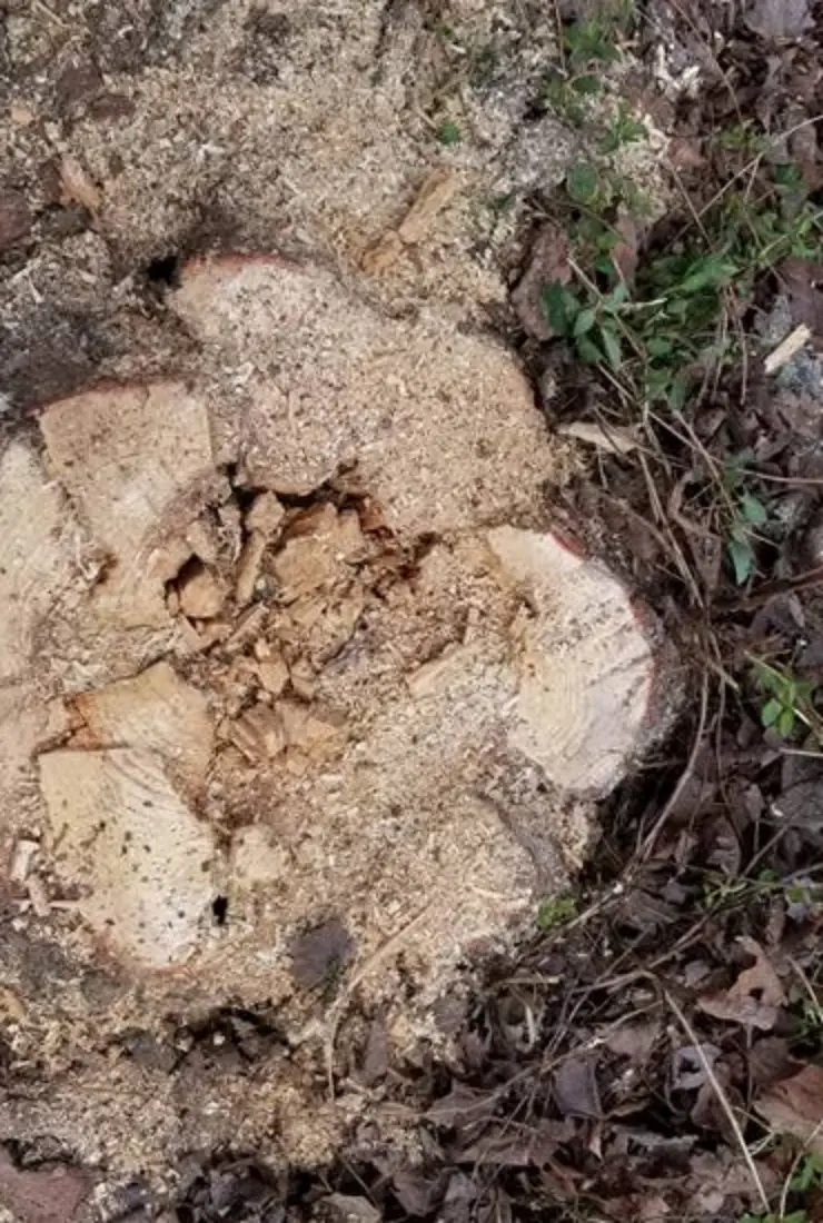 Stump Removal