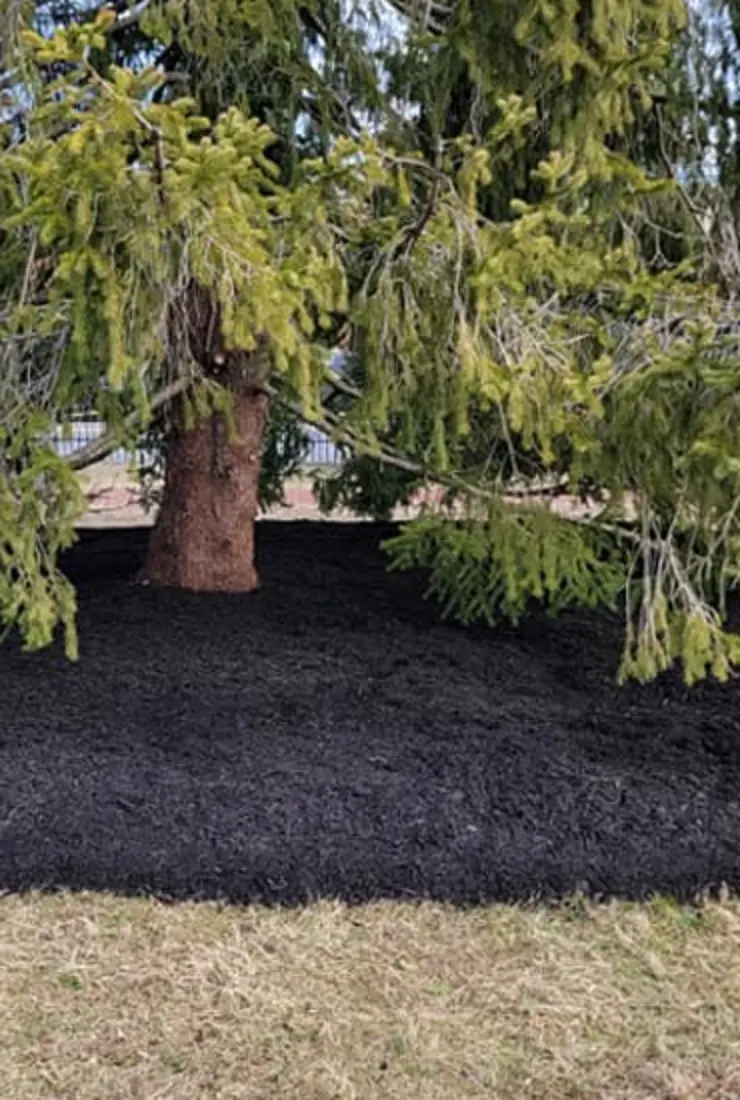 Tree Health Consultation
