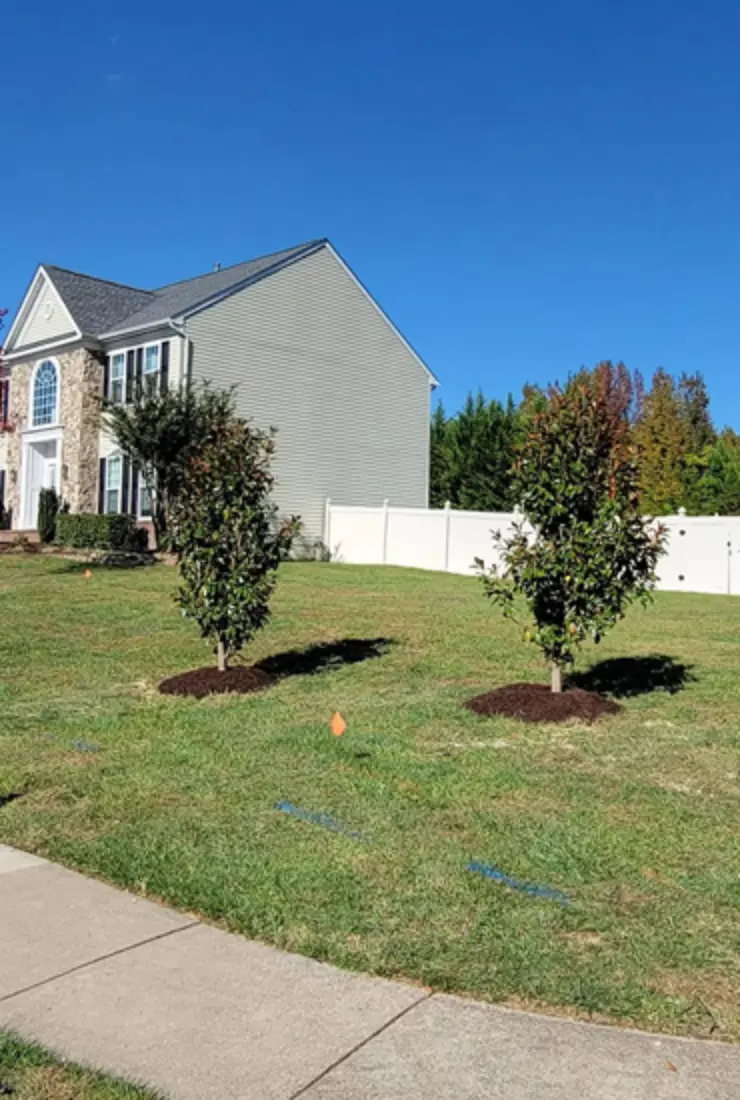 Tree Installation