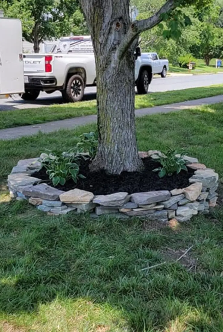 Tree Health Consultation