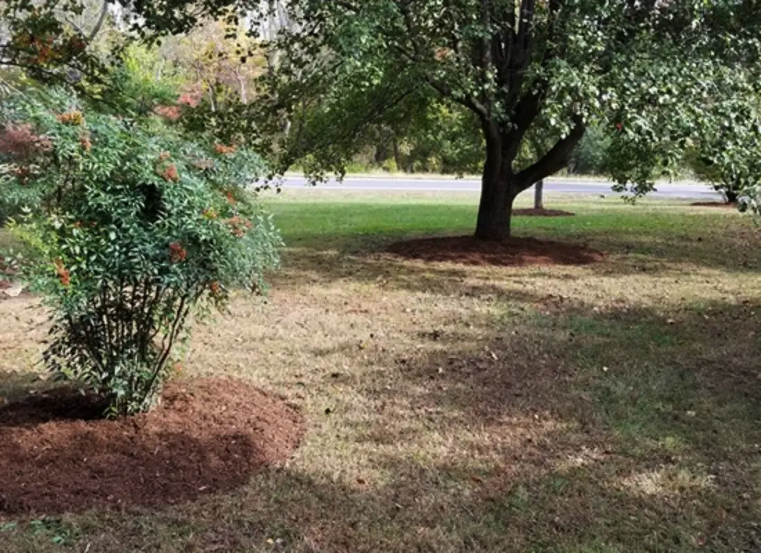 Tree Installation
