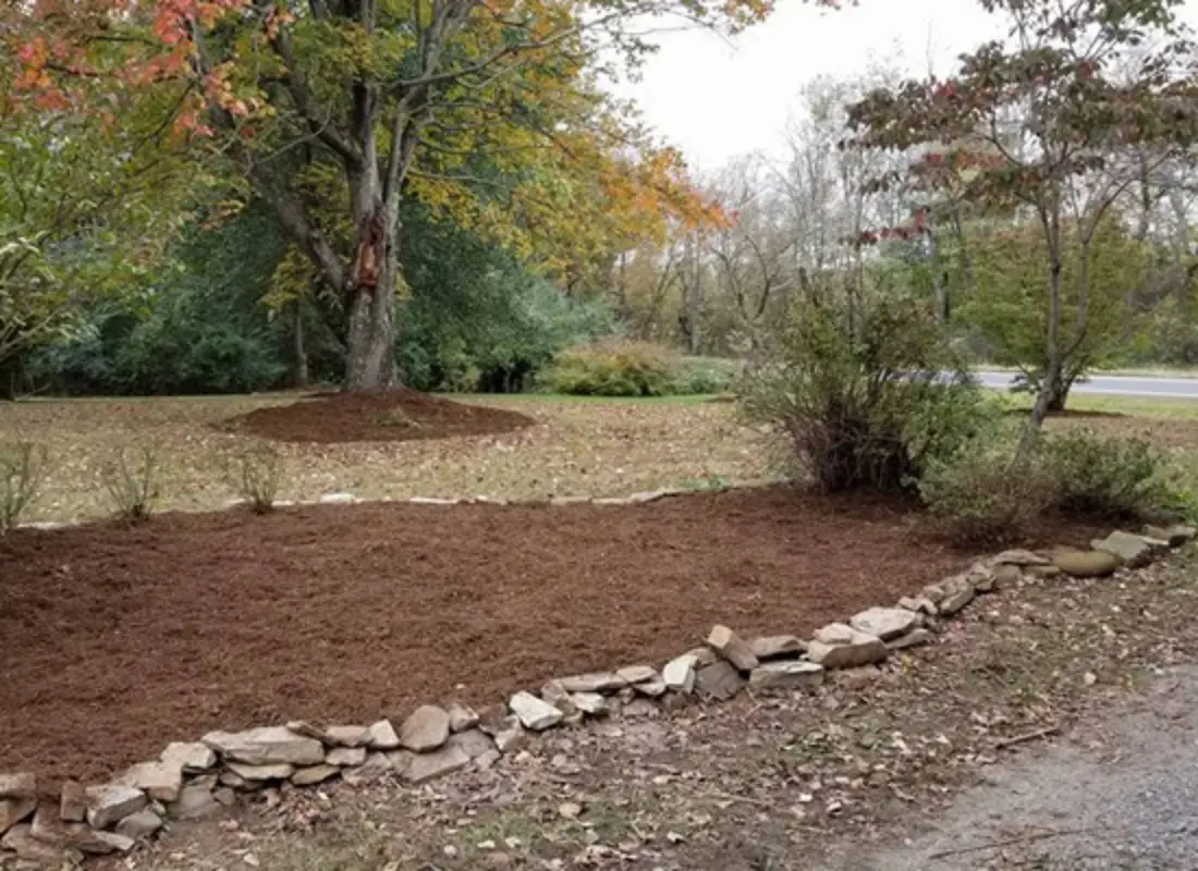 Tree Health Consultation