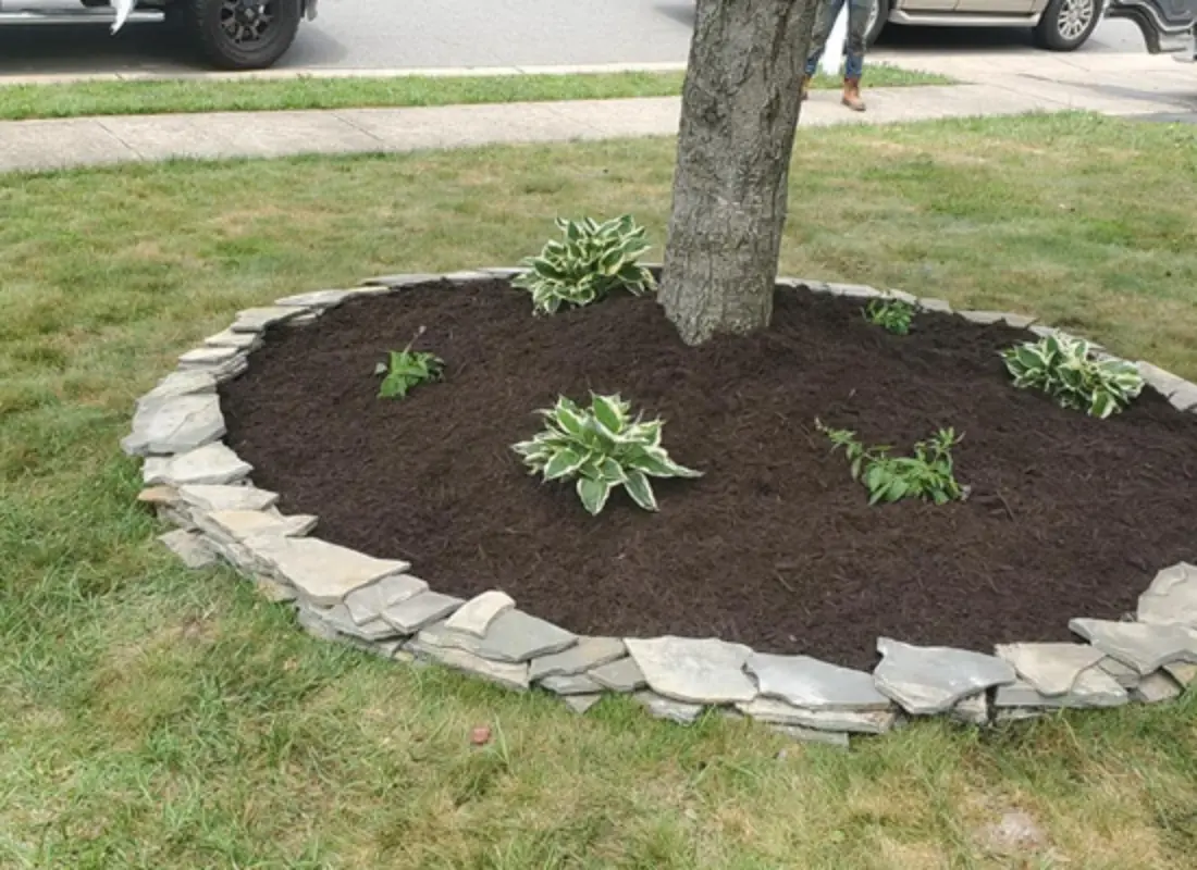 Tree Health Consultation