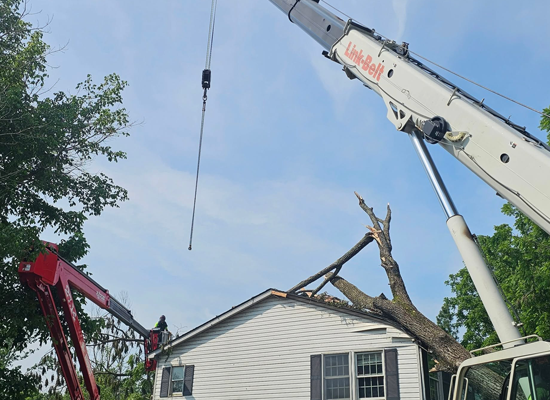 Hazardous Tree Removal