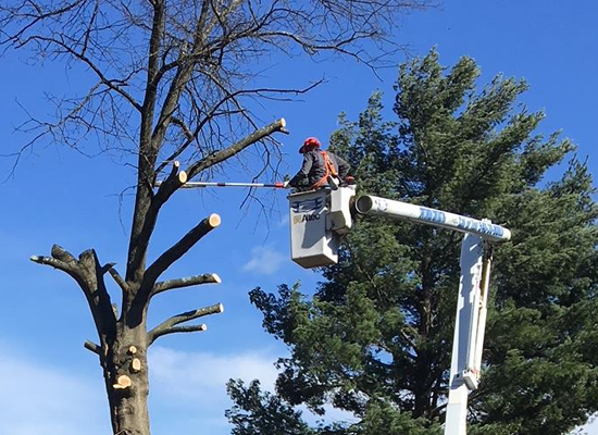 Tree Pruning
