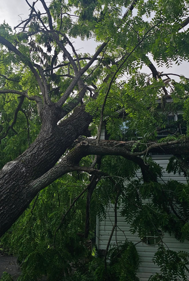 Hazardous Tree Removal