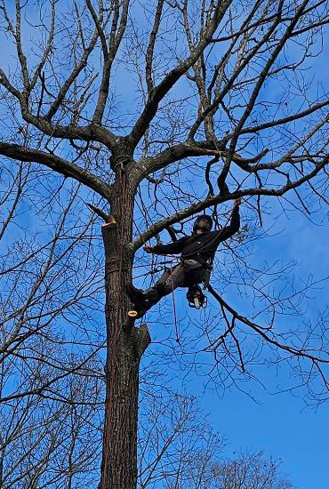 Tree Pruning