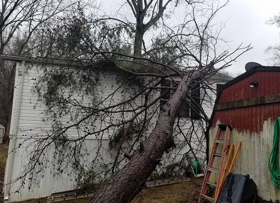 Hazardous Tree Removal