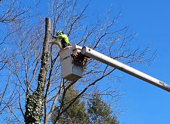 Tree Pruning