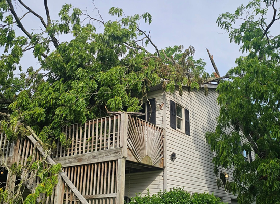 Hazardous Tree Removal